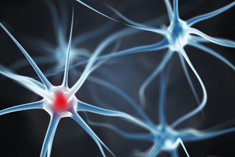 Die Neuronen tanzen Quickstep! Neurons that fire together wire together